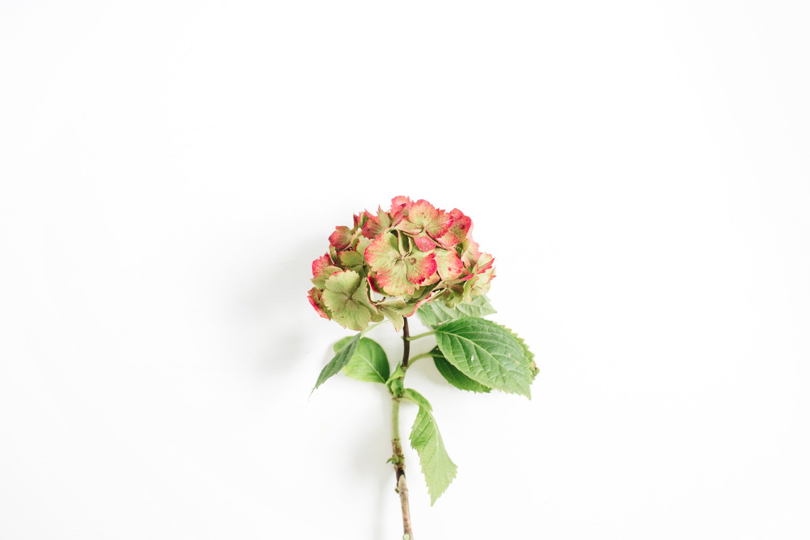 Beautiful Hydrangea Flower 