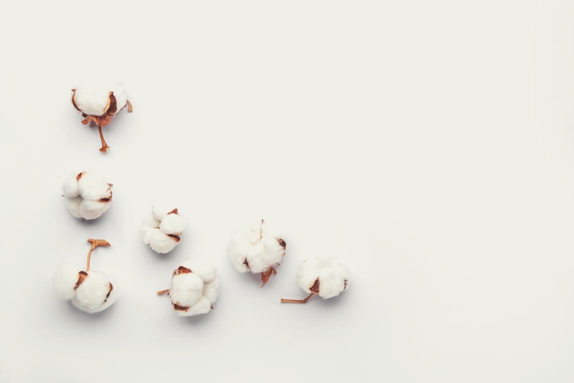 Beautiful Cotton Flowers on White Background