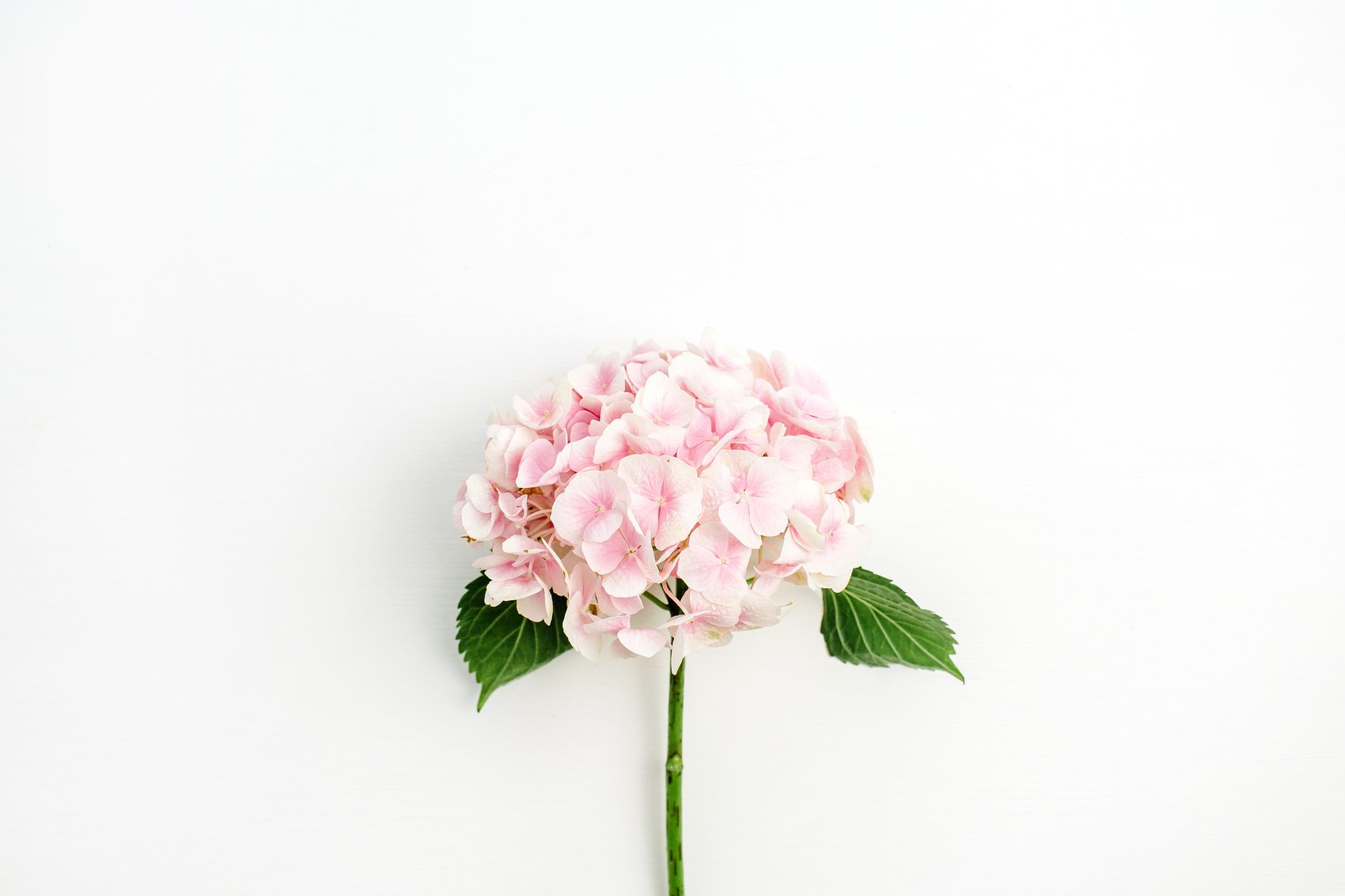 Pink hydrangea flower on white background